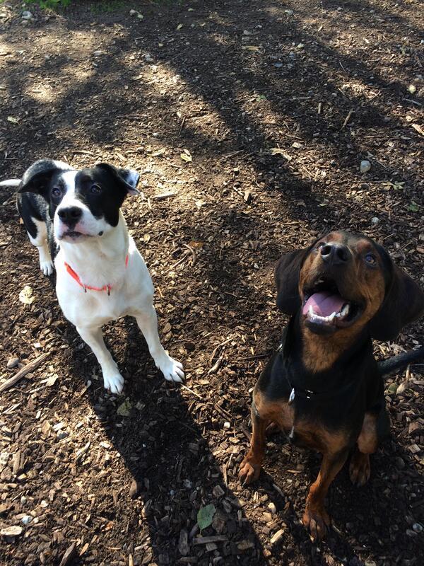 Hudson - Cross Posting, an adoptable Redbone Coonhound in Silverdale, WA, 98383 | Photo Image 3