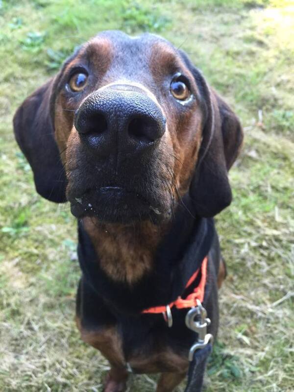 Hudson - Cross Posting, an adoptable Redbone Coonhound in Silverdale, WA, 98383 | Photo Image 4
