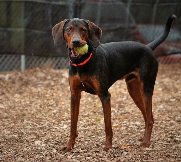 Hudson - Cross Posting, an adoptable Redbone Coonhound in Silverdale, WA, 98383 | Photo Image 5