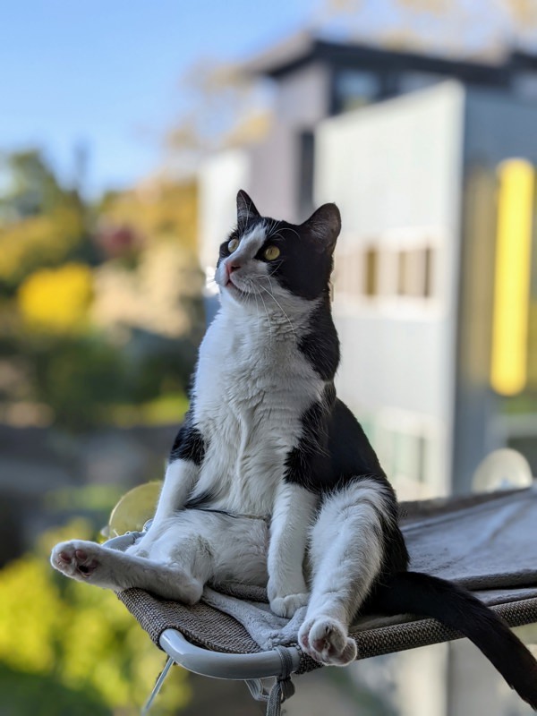 Cross Posting - Choco, an adoptable Domestic Short Hair in Silverdale, WA, 98383 | Photo Image 6