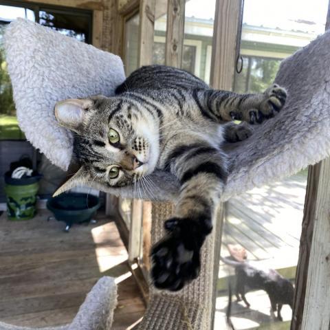 Issa (Izzy), an adoptable Domestic Short Hair in Foley, AL, 36535 | Photo Image 1