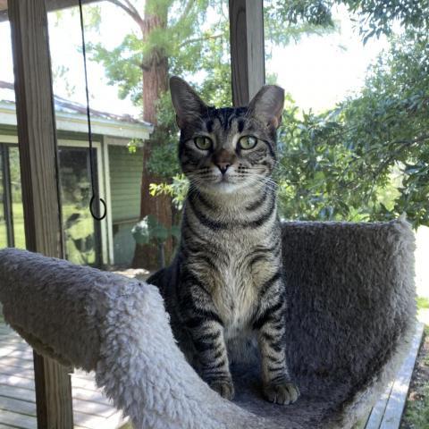 Issa (Izzy), an adoptable Domestic Short Hair in Foley, AL, 36535 | Photo Image 2