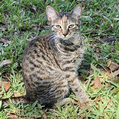 Izzy, an adoptable Domestic Short Hair in Foley, AL, 36535 | Photo Image 2