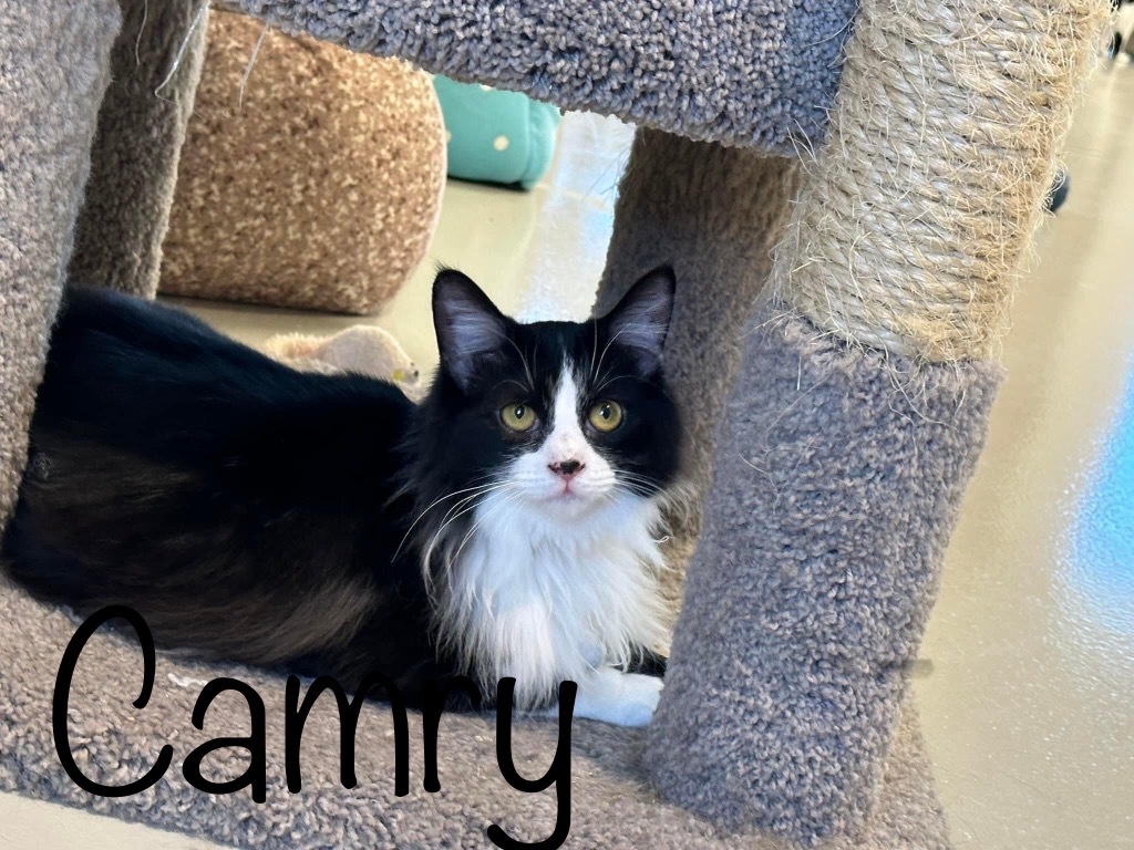 Camry, an adoptable Domestic Medium Hair in Dalton, GA, 30721 | Photo Image 1