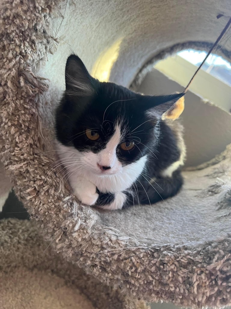 Camry, an adoptable Domestic Medium Hair in Dalton, GA, 30721 | Photo Image 2