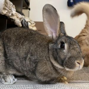 Kayla is an eight-year-old spayed New Zealand Mix Kayla is a self-declared cat-rabbit and has decid