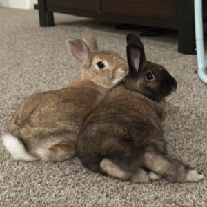 Walnut and Pecan Bunny Rabbit Rabbit