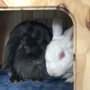 Ozzy and Lorelai Mini Rex Rabbit