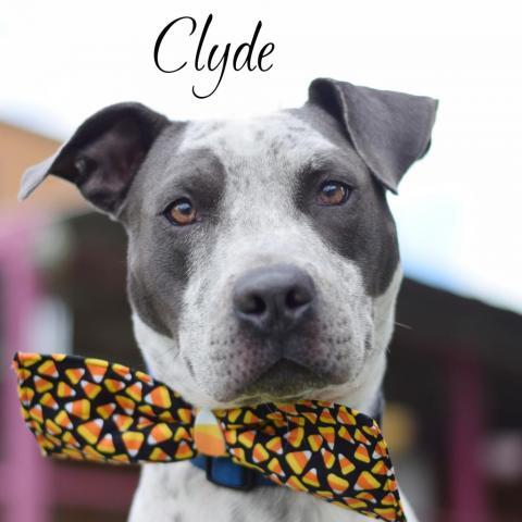 Clyde