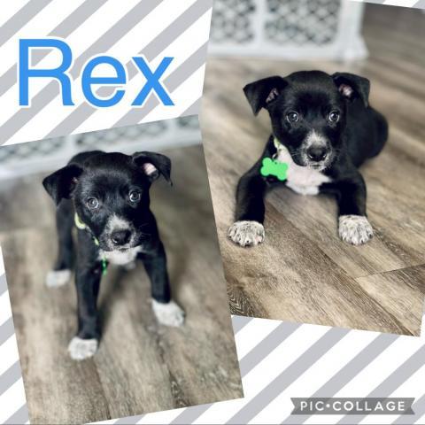 Rex