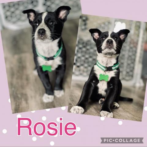 Rosie