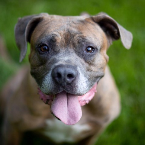 Orc, an adoptable Boxer in Louisville, KY, 40205 | Photo Image 1