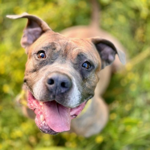 Orc, an adoptable Boxer in Louisville, KY, 40205 | Photo Image 2