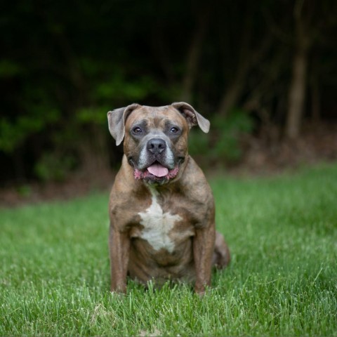 Orc, an adoptable Boxer in Louisville, KY, 40205 | Photo Image 3
