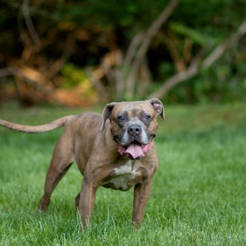 Orc, an adoptable Boxer in Louisville, KY, 40205 | Photo Image 4