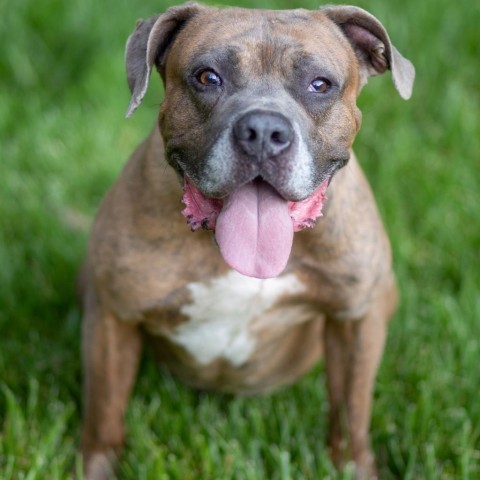 Orc, an adoptable Boxer in Louisville, KY, 40205 | Photo Image 5