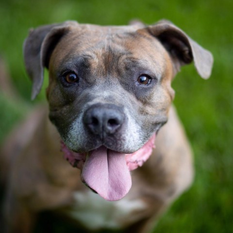 Orc, an adoptable Boxer in Louisville, KY, 40205 | Photo Image 5