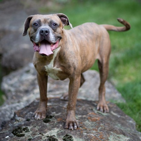 Orc, an adoptable Boxer in Louisville, KY, 40205 | Photo Image 6