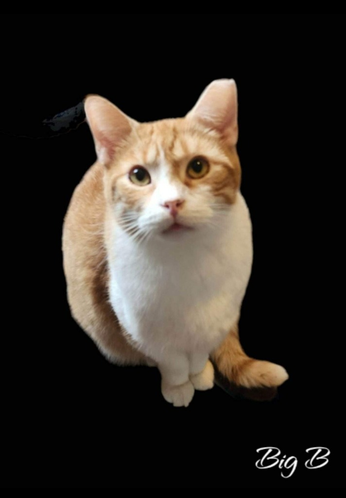 Big B, an adoptable Domestic Short Hair in El Dorado, AR, 71730 | Photo Image 1