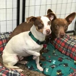 GROMIT bonded to WALLACE, an adoptable Chihuahua, Terrier in Point Richmond, CA, 94801 | Photo Image 1