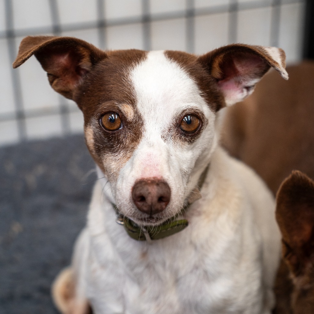 GROMIT bonded to WALLACE, an adoptable Chihuahua, Terrier in Point Richmond, CA, 94801 | Photo Image 1