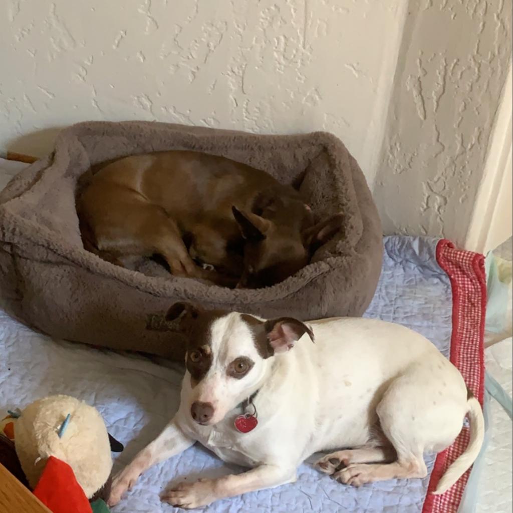 GROMIT bonded to WALLACE, an adoptable Chihuahua, Terrier in Point Richmond, CA, 94801 | Photo Image 2