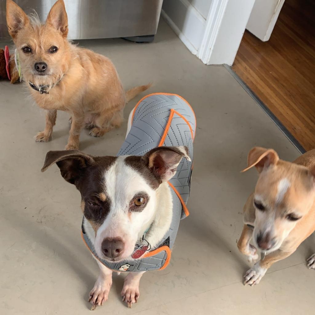 GROMIT bonded to WALLACE, an adoptable Chihuahua, Terrier in Point Richmond, CA, 94801 | Photo Image 3