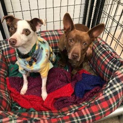 GROMIT bonded to WALLACE, an adoptable Chihuahua, Terrier in Point Richmond, CA, 94801 | Photo Image 3
