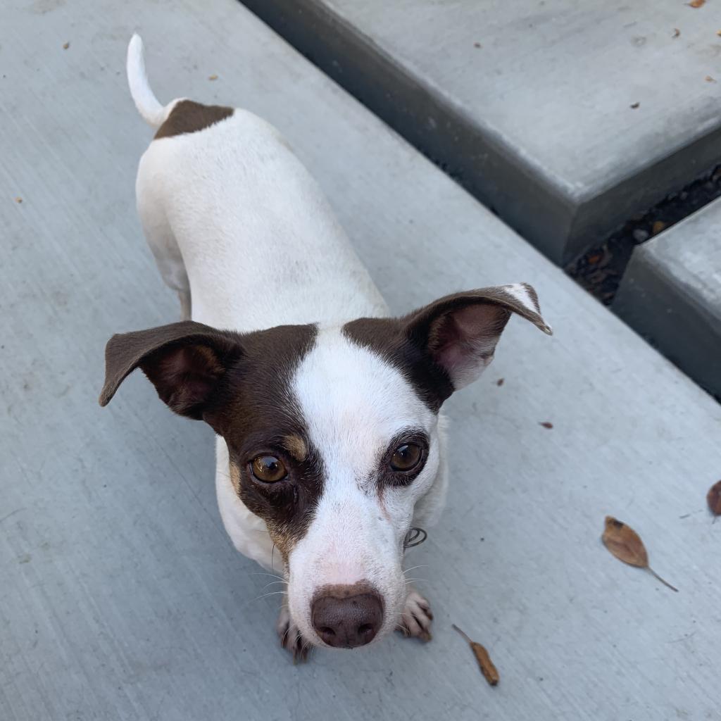 GROMIT bonded to WALLACE, an adoptable Chihuahua, Terrier in Point Richmond, CA, 94801 | Photo Image 5