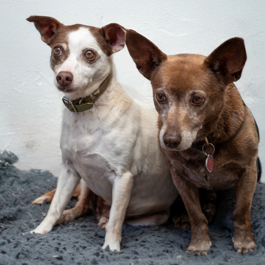 GROMIT bonded to WALLACE, an adoptable Chihuahua, Terrier in Point Richmond, CA, 94801 | Photo Image 5
