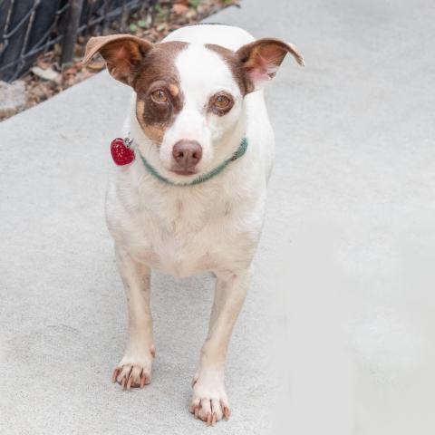 GROMIT bonded to WALLACE, an adoptable Chihuahua, Terrier in Point Richmond, CA, 94801 | Photo Image 6