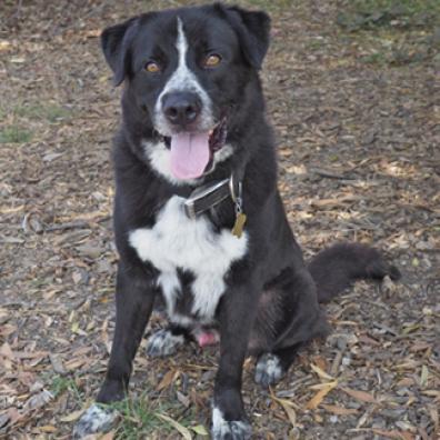 BERT, an adoptable Black Labrador Retriever, Australian Cattle Dog / Blue Heeler in Point Richmond, CA, 94801 | Photo Image 1