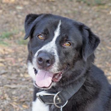 BERT, an adoptable Black Labrador Retriever, Australian Cattle Dog / Blue Heeler in Point Richmond, CA, 94801 | Photo Image 2