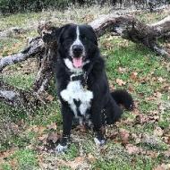 BERT, an adoptable Black Labrador Retriever, Australian Cattle Dog / Blue Heeler in Point Richmond, CA, 94801 | Photo Image 3