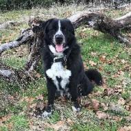 BERT, an adoptable Black Labrador Retriever, Australian Cattle Dog / Blue Heeler in Point Richmond, CA, 94801 | Photo Image 4