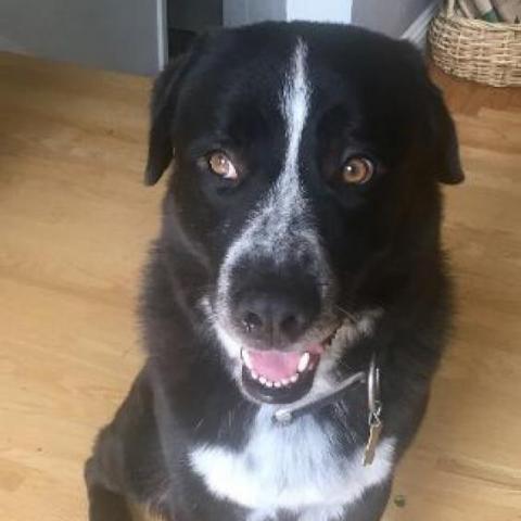 BERT, an adoptable Black Labrador Retriever, Australian Cattle Dog / Blue Heeler in Point Richmond, CA, 94801 | Photo Image 5