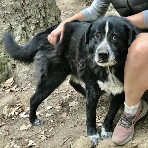 BERT, an adoptable Black Labrador Retriever, Australian Cattle Dog / Blue Heeler in Point Richmond, CA, 94801 | Photo Image 6