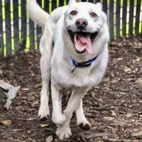 BANKS, an adoptable Shepherd in Point Richmond, CA, 94801 | Photo Image 1