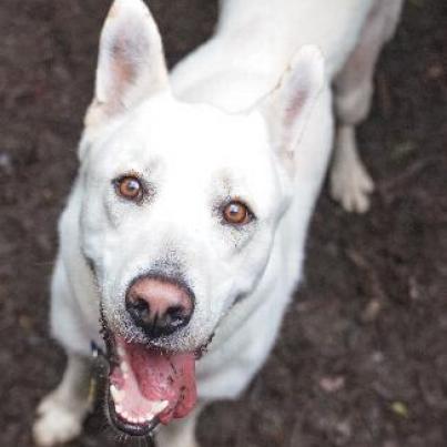 BANKS, an adoptable Shepherd in Point Richmond, CA, 94801 | Photo Image 1