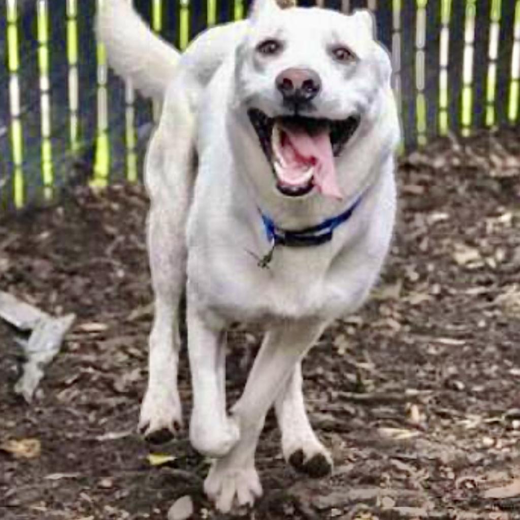 BANKS, an adoptable Shepherd in Point Richmond, CA, 94801 | Photo Image 2