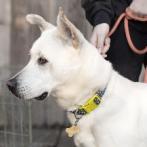 BANKS, an adoptable Shepherd in Point Richmond, CA, 94801 | Photo Image 2