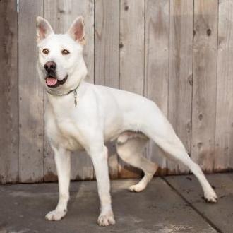 BANKS, an adoptable Shepherd in Point Richmond, CA, 94801 | Photo Image 3