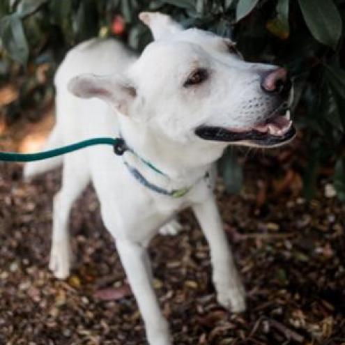BANKS, an adoptable Shepherd in Point Richmond, CA, 94801 | Photo Image 3