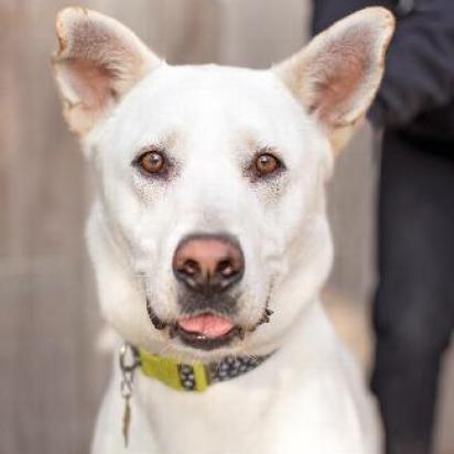 BANKS, an adoptable Shepherd in Point Richmond, CA, 94801 | Photo Image 4