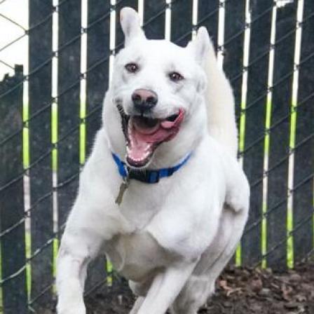 BANKS, an adoptable Shepherd in Point Richmond, CA, 94801 | Photo Image 4