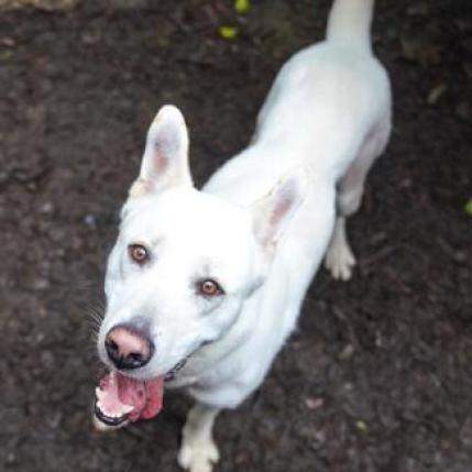 BANKS, an adoptable Shepherd in Point Richmond, CA, 94801 | Photo Image 5