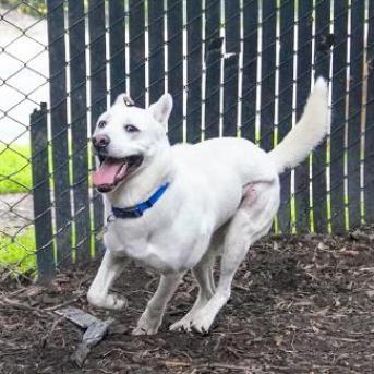 BANKS, an adoptable Shepherd in Point Richmond, CA, 94801 | Photo Image 5