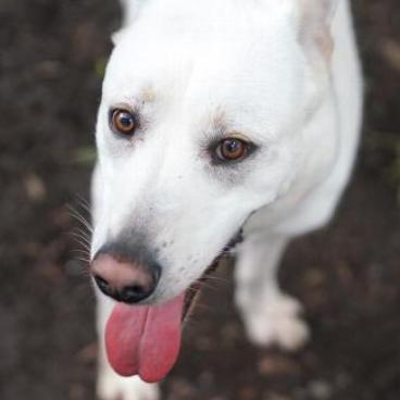 BANKS, an adoptable Shepherd in Point Richmond, CA, 94801 | Photo Image 6