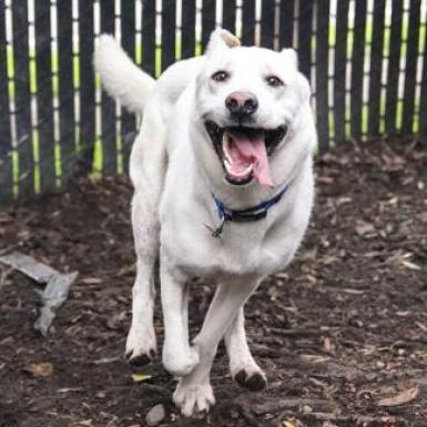 BANKS, an adoptable Shepherd in Point Richmond, CA, 94801 | Photo Image 6