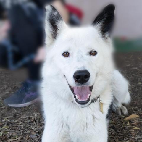 LOKI, an adoptable Border Collie in Point Richmond, CA, 94801 | Photo Image 1